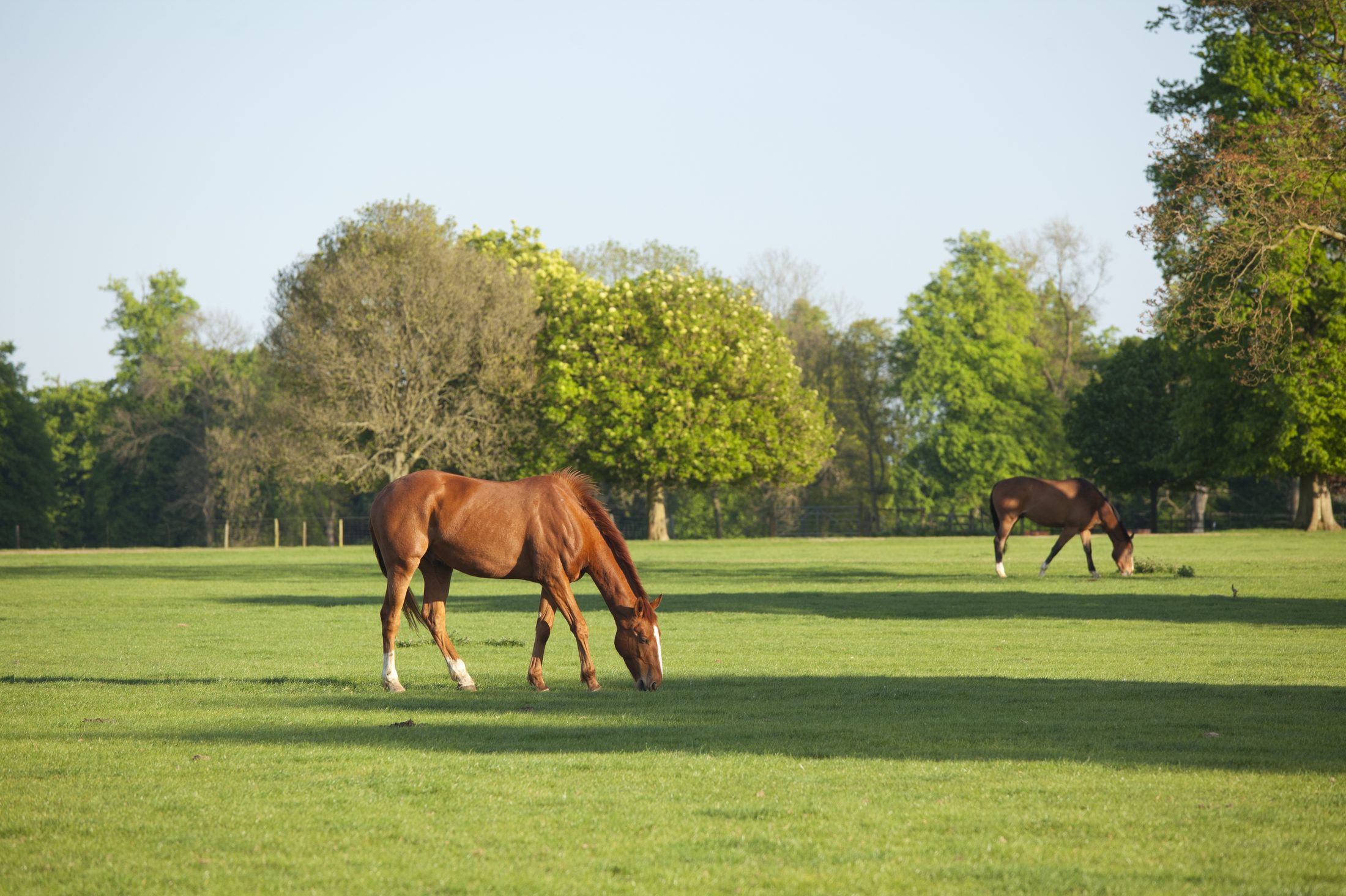 Horses grazing in the parkland