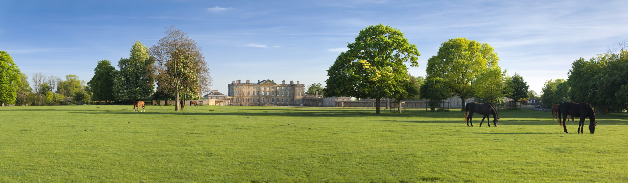 A wide panorama of horses in the deer park, with the house in the distance