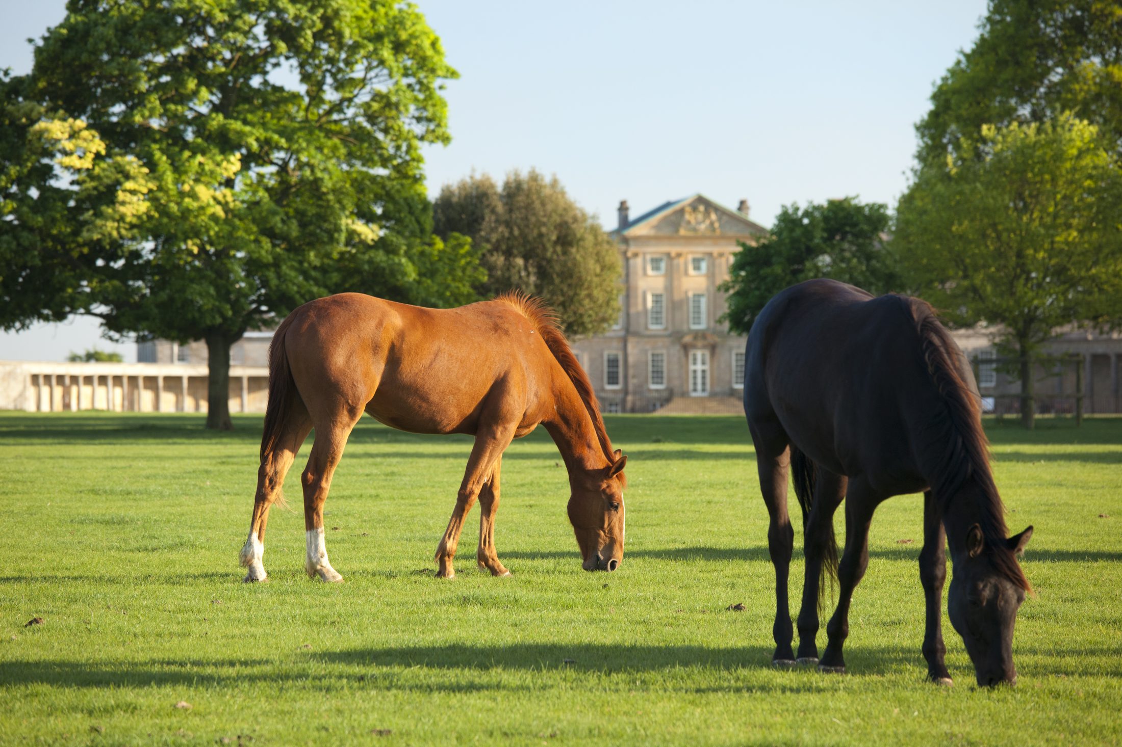 Two horses grazing near the house