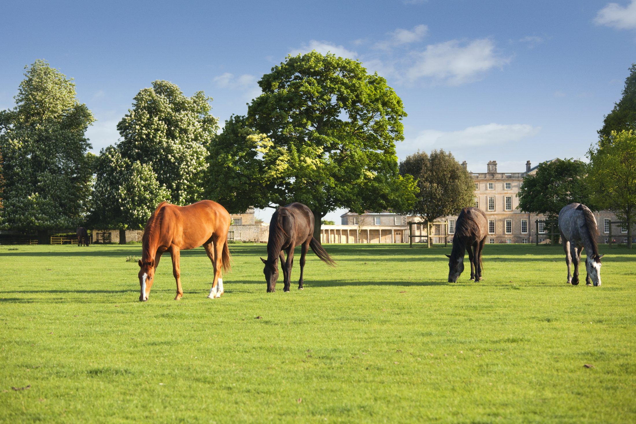 Horses grazing in the parkland, with the house behind